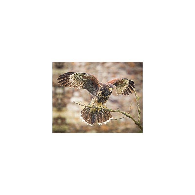 Harris Hawk 3D magnet
