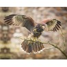 Harris Hawk 3D magnet
