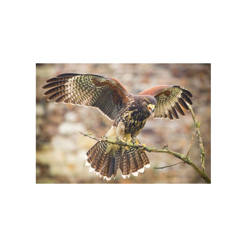 Harris Hawk pohľadnica