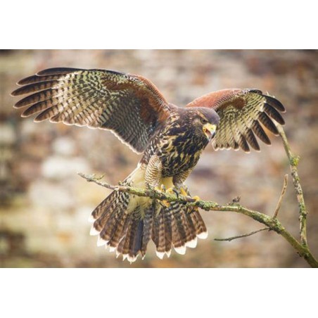 Harris Hawk pohľadnica