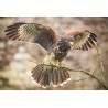 Harris Hawk pohľadnica