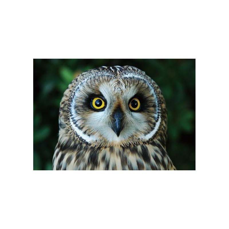 Myšiarka pohľadnica