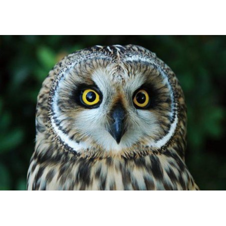 Myšiarka pohľadnica