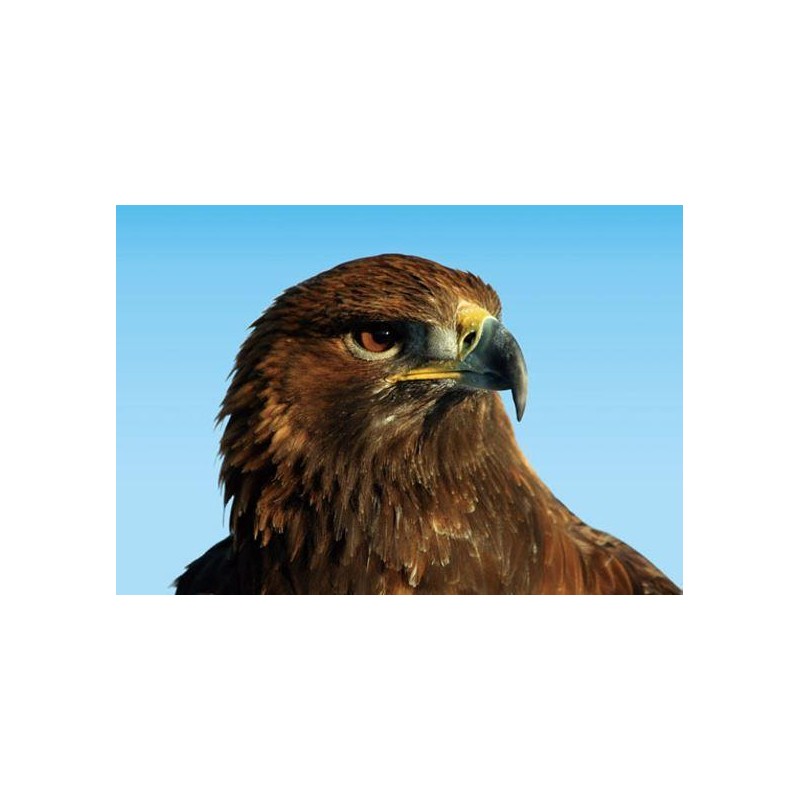 Orol skalný 3D magnet 3D 7x9cm