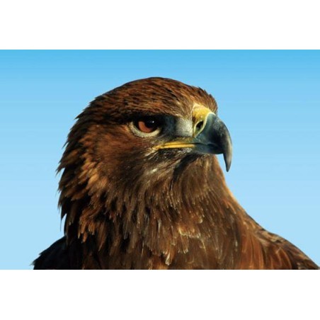 Orol skalný 3D magnet 3D 7x9cm