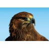 Orol skalný 3D magnet 3D 7x9cm