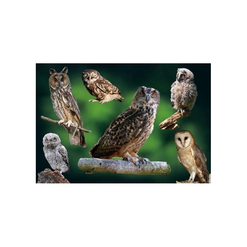 Mix sovy pohľadnica